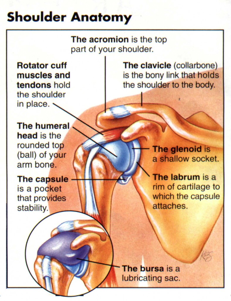 shoulder anatomy